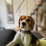 dog, beagle, pet, indoor, couch, paw, collar, brown, white, black, stairs, mirror, blurred_background, furniture, home, canine, animal, cute, relaxed, portrait
