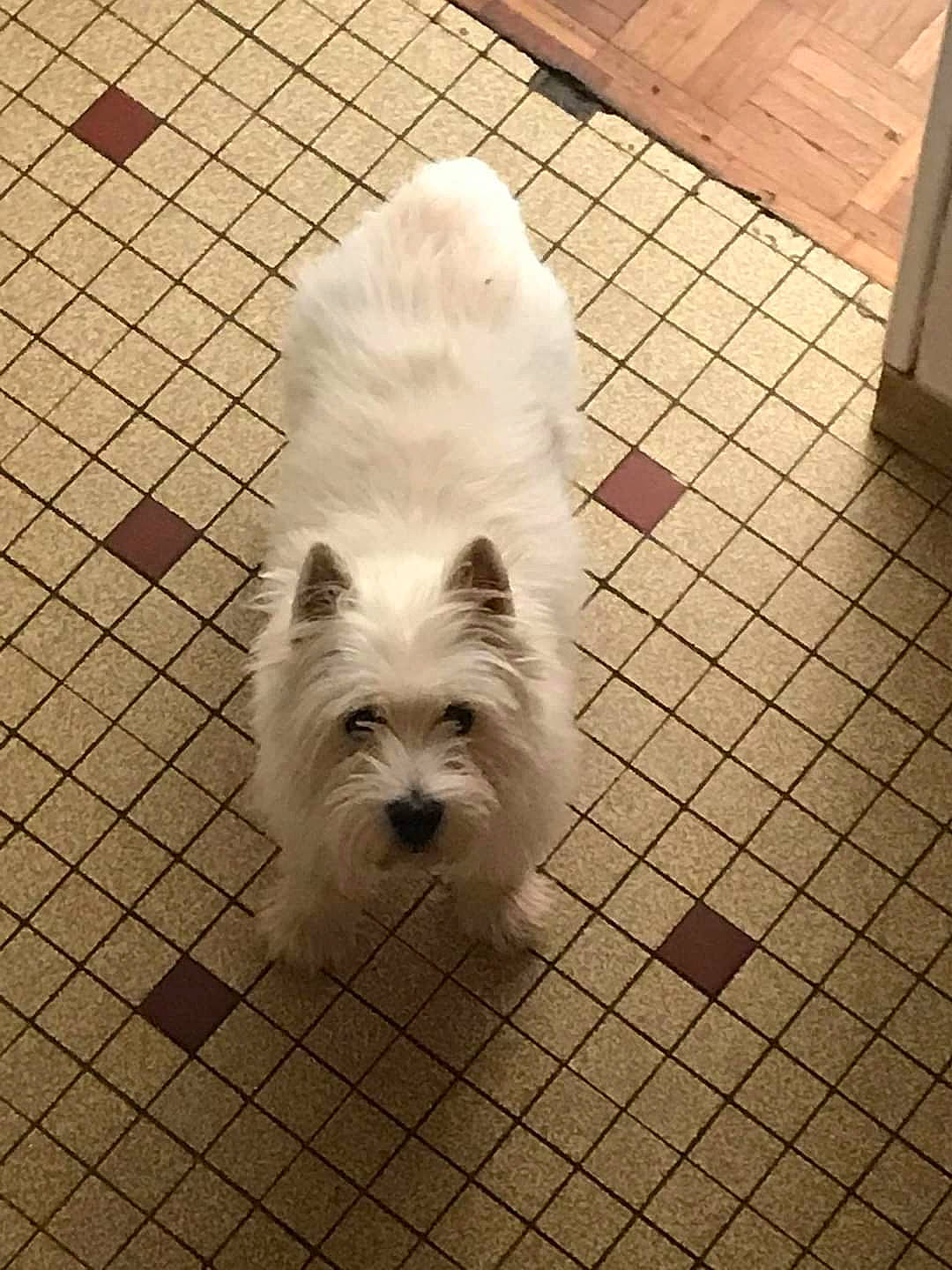 Tintin a rejoint le concours — aidez-le/la à gagner de superbes lots ! ancient_dog_breeds, canidae, carnivore, companion_dog, dog, dog_breed, flooring, fur, hardwood, non_sporting_group, plant, small_terrier, snout, sporting_group, tail, terrestrial_animal, terrier, toy_dog, wood, working_animal