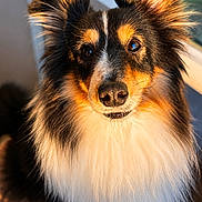 Bella a rejoint le concours — aidez-le/la à gagner de superbes lots ! dog, border_collie, long_hair, fluffy, tri_color, black_fur, brown_fur, white_fur, portrait, close_up, animal, pet, face, eyes, nose, ears, sunlight, indoor, window, photography