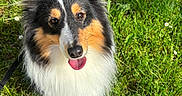 Bella a rejoint le concours — aidez-le/la à gagner de superbes lots ! dog, sheltie, tricolor, fluffy, long_hair, daisy, flower, grass, meadow, outdoor, portrait, close_up, happy, tongue_out, pet, animal, black_white_tan, greenery, sunlight, nature