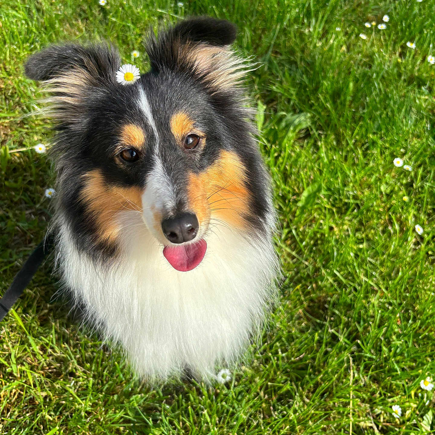 Bella a rejoint le concours — aidez-le/la à gagner de superbes lots ! dog, sheltie, tricolor, fluffy, long_hair, daisy, flower, grass, meadow, outdoor, portrait, close_up, happy, tongue_out, pet, animal, black_white_tan, greenery, sunlight, nature