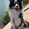 Bella a rejoint le concours — aidez-le/la à gagner de superbes lots ! dog, border_collie, fluffy, black_and_white, happy, smiling, open_mouth, outdoors, river, bridge, cityscape, historic_buildings, waterfront, sunny, landscape, leash, collar, sitting, portrait, travel