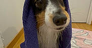 Bella a rejoint le concours — aidez-le/la à gagner de superbes lots ! bathroom, black_nose, brown_eyes, dog, floppy_ears, funny, home, hood, hound, indoors, long_snout, pet, portrait, puppy, rug, sitting, towel, tricolor, wet_fur, wooden_floor