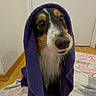dog, puppy, hound, tricolor, towel, hood, portrait, indoors, bathroom, wet_fur, long_snout, floppy_ears, brown_eyes, black_nose, sitting, rug, wooden_floor, home, funny, pet