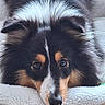 Bella a rejoint le concours — aidez-le/la à gagner de superbes lots ! dog, puppy, tricolor, fluffy, closeup, portrait, face, eyes, nose, ears, fur, black_and_tan, white_markings, cozy, blanket, indoors, resting, cute, animal, pet