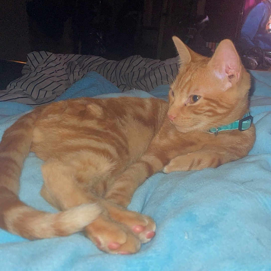 Chicken a rejoint le concours — aidez-le/la à gagner de superbes lots ! abyssinian, adult, animal, bed, bedroom, blanket, cat, face, furniture, head, indoors, kitten, male, man, person, pet, photography, portrait, room, sleeping