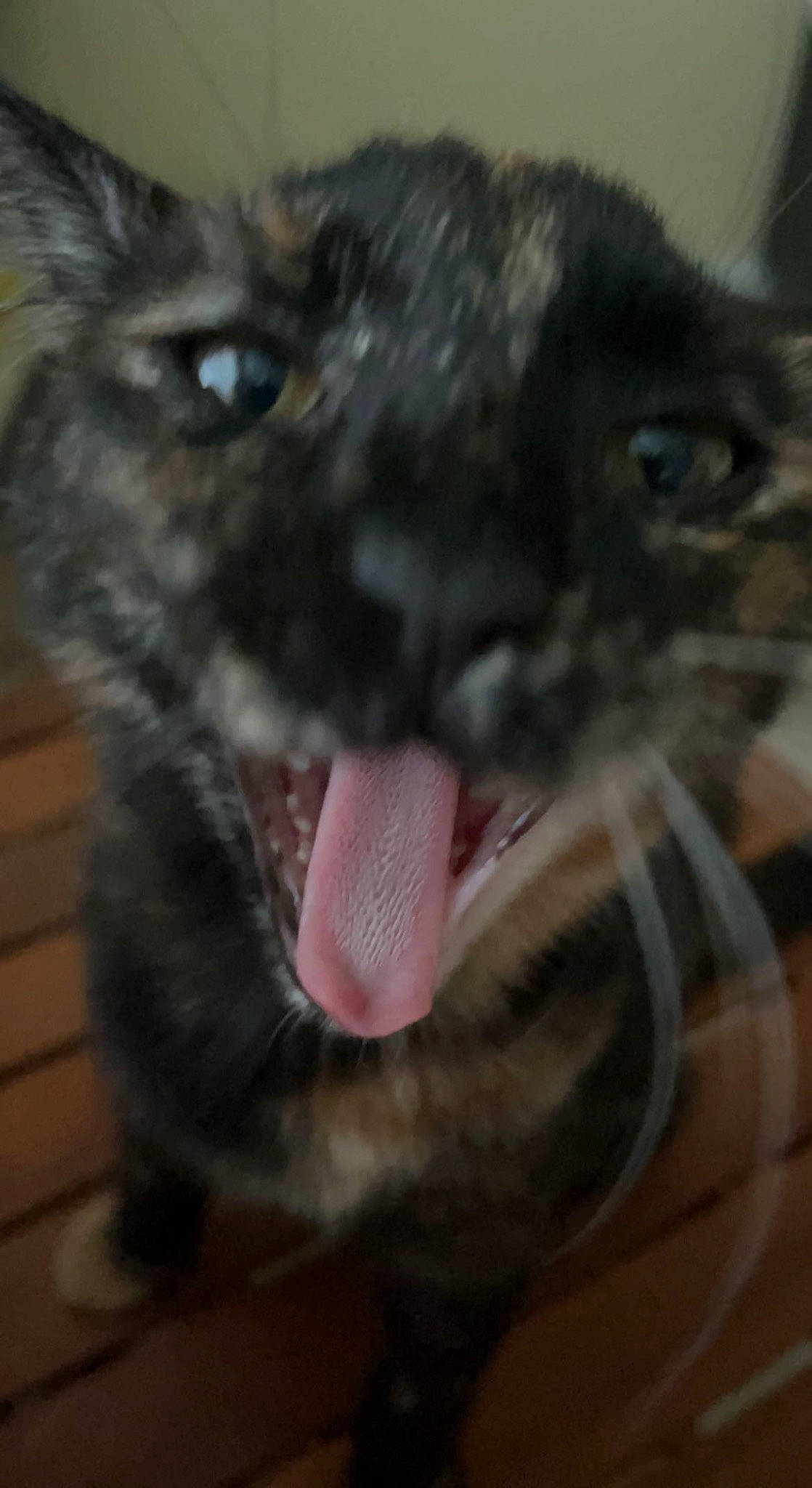 Betsy joined the competition — help win amazing prizes! black_cat, bombay, carnivore, cat, claw, dog_breed, domestic_short_haired_cat, ear, eye, fang, felidae, fur, paw, shout, small_to_medium_sized_cats, snout, terrestrial_animal, tongue, whiskers, yawn