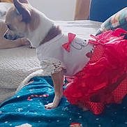 Zouzou participe au concours pour gagner de l'argent avec cette photo : dog, chihuahua, pet_clothing, red_skirt, white_top, lace, blanket, indoor, window, couch, pillow, furniture, small_dog, standing, side_view, festive, holiday_theme, cozy, domestic, cute