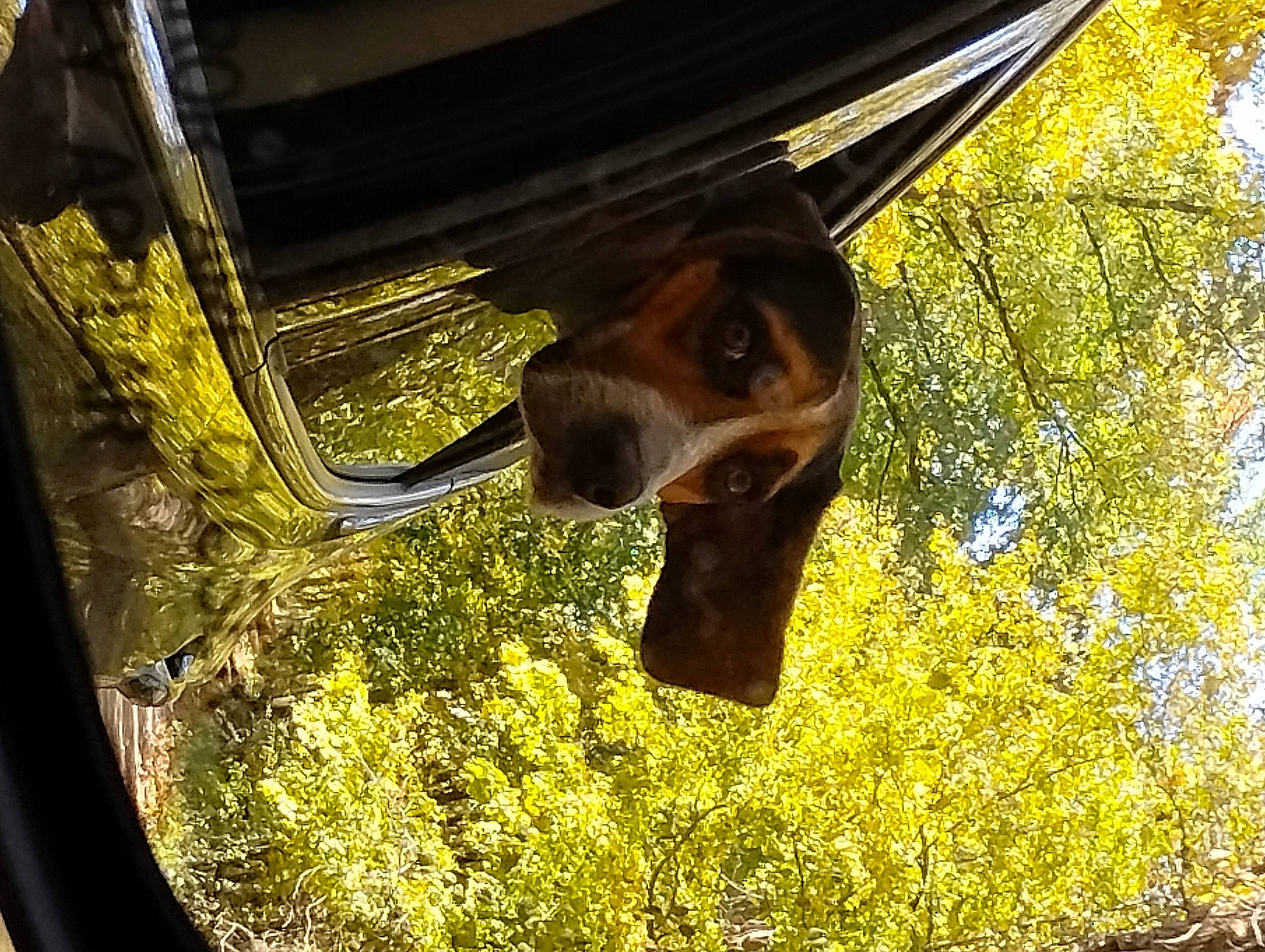 Alex joined the competition — help win amazing prizes! automotive_lighting, automotive_mirror, carnivore, dog, dog_breed, grass, liver, plant, rear_view_mirror, shade, sky, snout, sporting_group, tints_and_shades, tree, vehicle_door, window, wood, working_animal, yellow