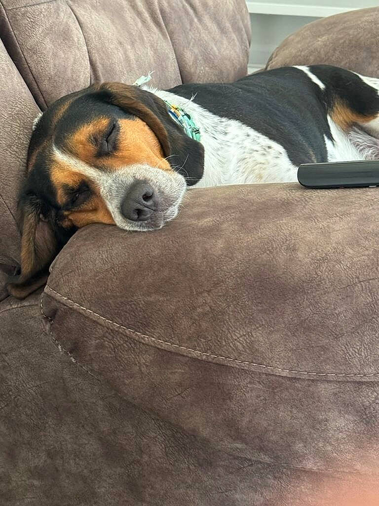 Alex joined the competition — help win amazing prizes! ball, carnivore, collar, comfort, companion_dog, couch, dog, dog_breed, fawn, floor, flooring, fur, hardwood, linens, pet_supply, scent_hound, snout, sporting_group, wood, working_animal