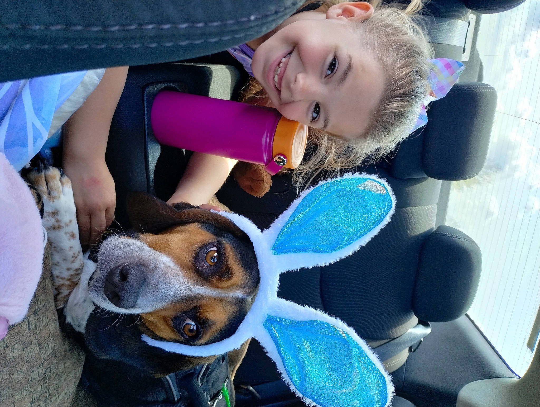Alex is registered to the contest to win money with this photo: car, car_seat, carnivore, child, companion_dog, dog, dog_breed, eyewear, fawn, fun, fur, happy, head, smile, sporting_group, steering_wheel, sunglasses, toy, vehicle_door, white