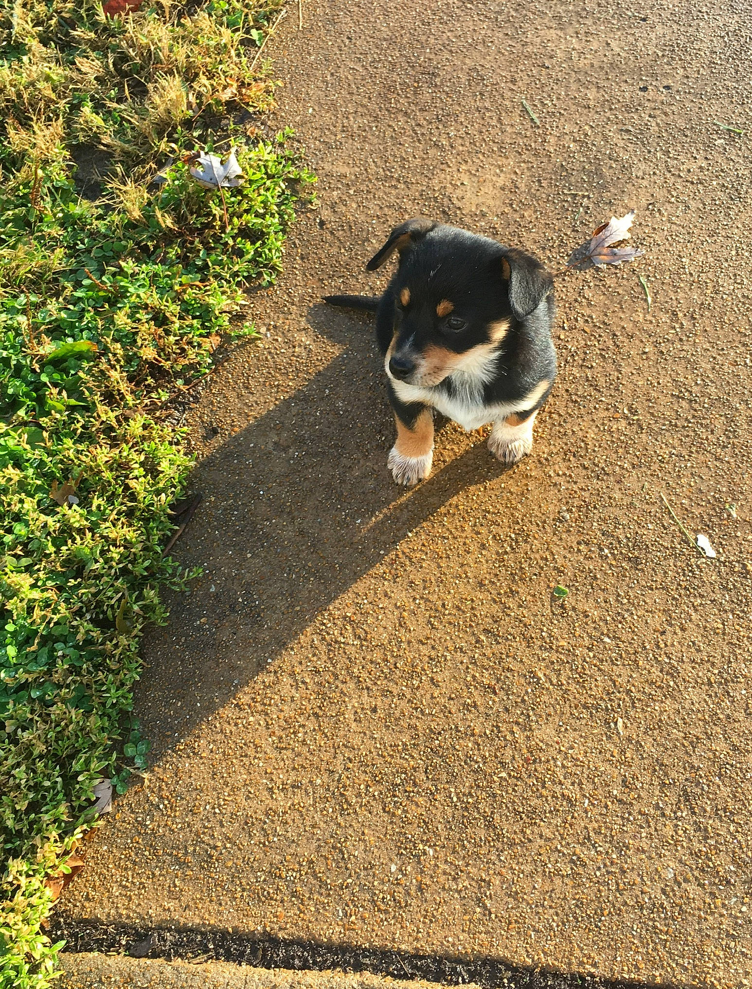 Eunice is registered to the contest to win money with this photo: appenzeller_sennenhund, canidae, carnivore, dog, dog_breed, entlebucher_mountain_dog, grass, mammal, puppy, tail, working_dog