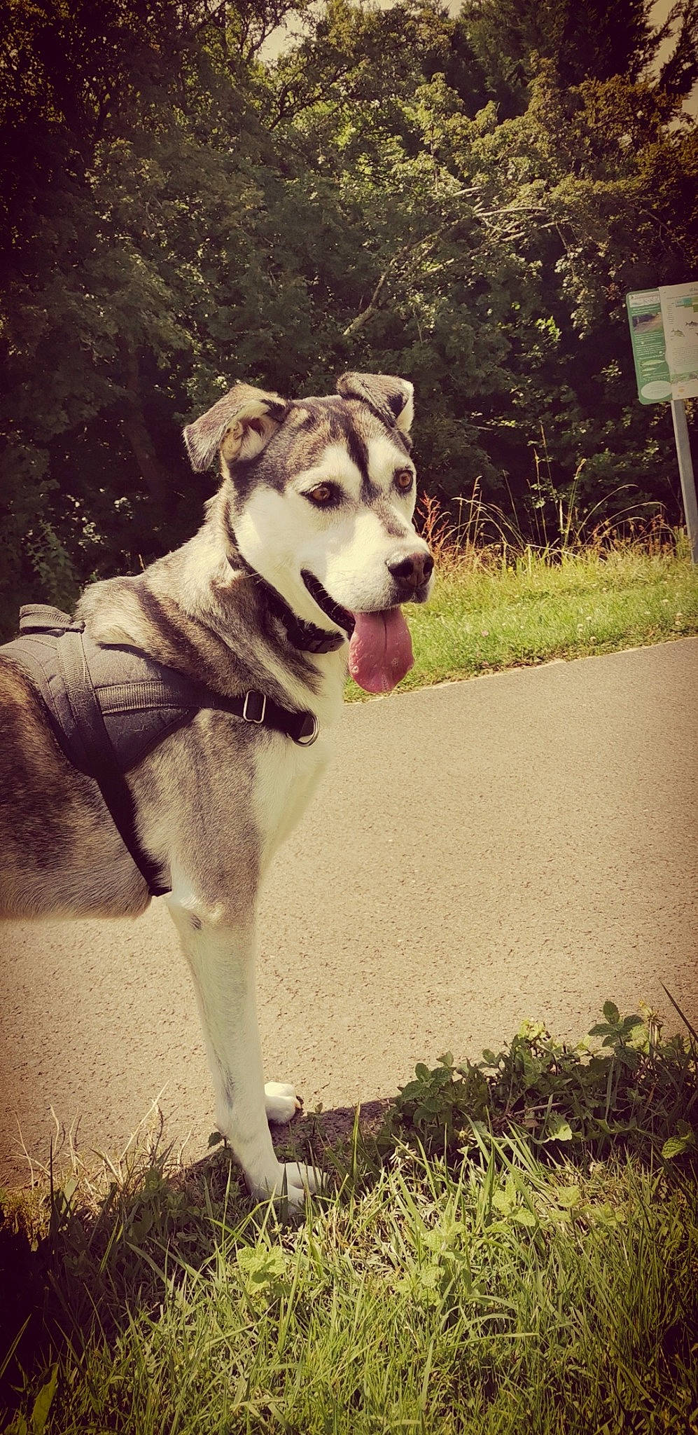 Nayelli a rejoint le concours — aidez-le/la à gagner de superbes lots ! canidae, carnivore, collar, companion_dog, dog, dog_breed, dog_collar, dog_supply, fashion_accessory, fawn, grass, leash, plant, sled_dog, snout, sporting_group, tail, tree, working_animal, working_dog