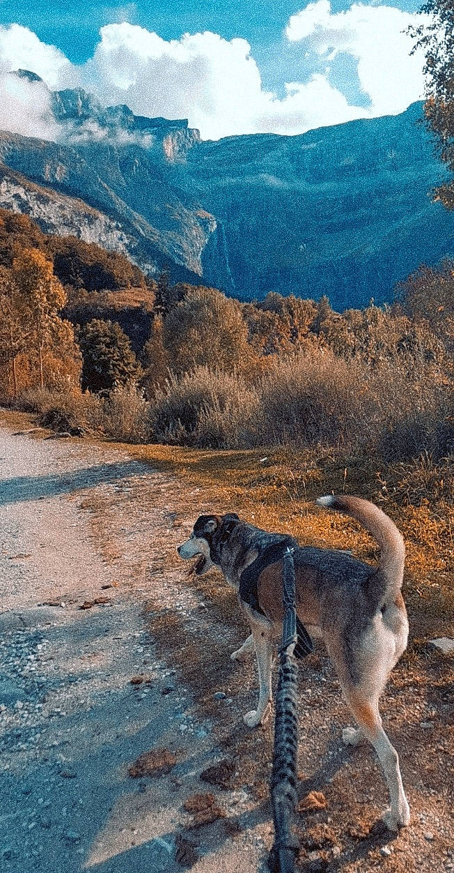 Nayelli participe au concours pour gagner de l'argent avec cette photo : carnivore, cloud, dog, dog_breed, fawn, grassland, hill, landscape, leash, mountain, mountain_range, natural_landscape, plant, rock, sky, slope, tail, trail, tree, working_animal