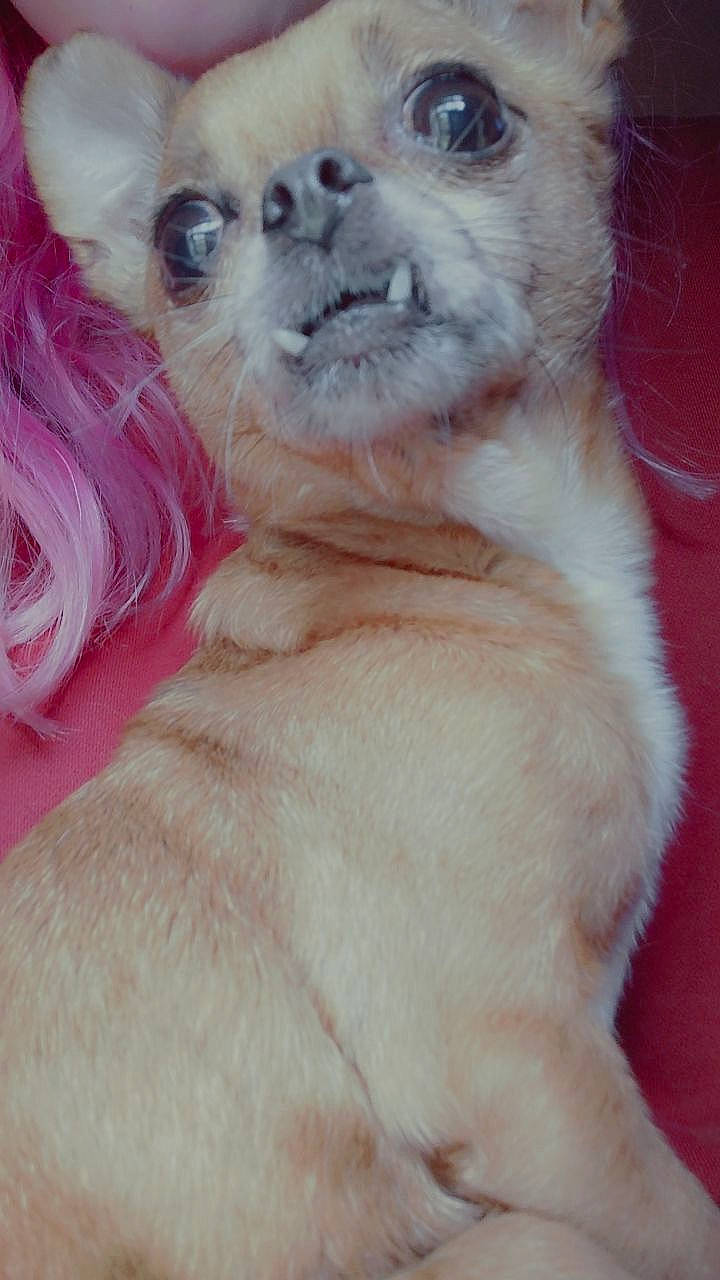 Dexter is registered to the contest to win money with this photo: canidae, carnivore, companion_dog, dog, dog_breed, dog_supply, ear, fawn, fur, liver, non_sporting_group, paw, pet_supply, selfie, snout, sporting_group, terrestrial_animal, toy_dog, whiskers, working_animal