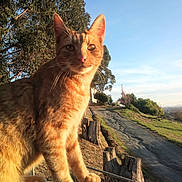 Bojangles is registered to the contest to win money with this photo: animal, cat, close_up, curious, daylight, dirt_path, ears, fence, grass, mammal, nature, orange_tabby, outdoor, perched, pet, scenic, sky, sunlight, tree, whiskers