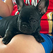 Louis is registered to the contest to win money with this photo: french_bulldog, puppy, dog, black_dog, pet, lap, person, red_shirt, blue_shorts, indoors, resting, ears, wrinkles, cute, animal, companion, young_dog, close_up, sitting, relaxed