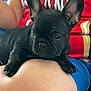 french_bulldog, puppy, dog, black_dog, pet, lap, person, red_shirt, blue_shorts, indoors, resting, ears, wrinkles, cute, animal, companion, young_dog, close_up, sitting, relaxed