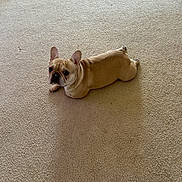 Chanel joined the competition — help win amazing prizes! dog, french_bulldog, carpet, indoor, pet, animal, lying_down, beige, cute, small_dog, canine, looking_up, ears_up, short_hair, companion, domestic, floor, resting, adorable, calm