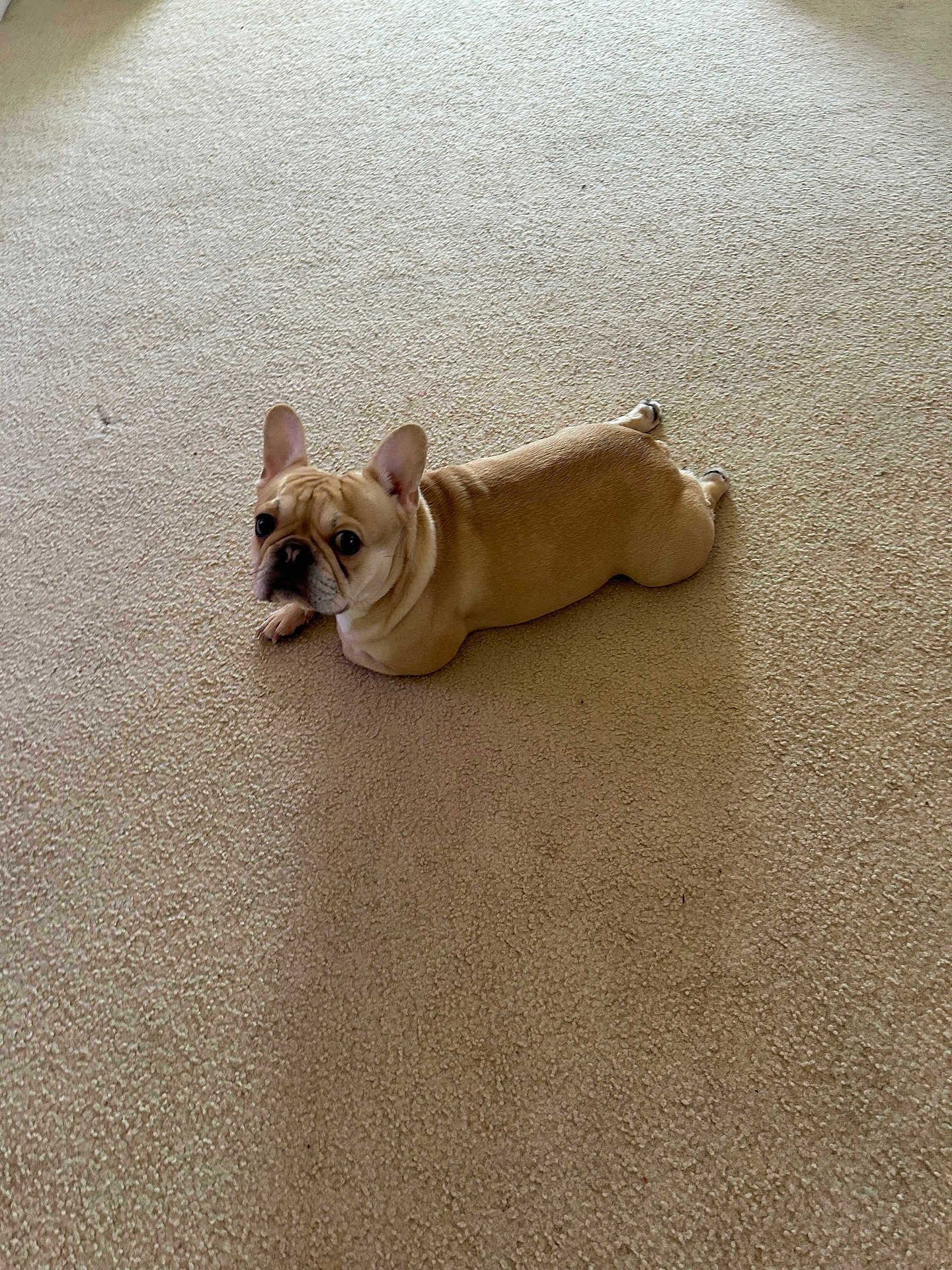 Chanel joined the competition — help win amazing prizes! dog, french_bulldog, carpet, indoor, pet, animal, lying_down, beige, cute, small_dog, canine, looking_up, ears_up, short_hair, companion, domestic, floor, resting, adorable, calm