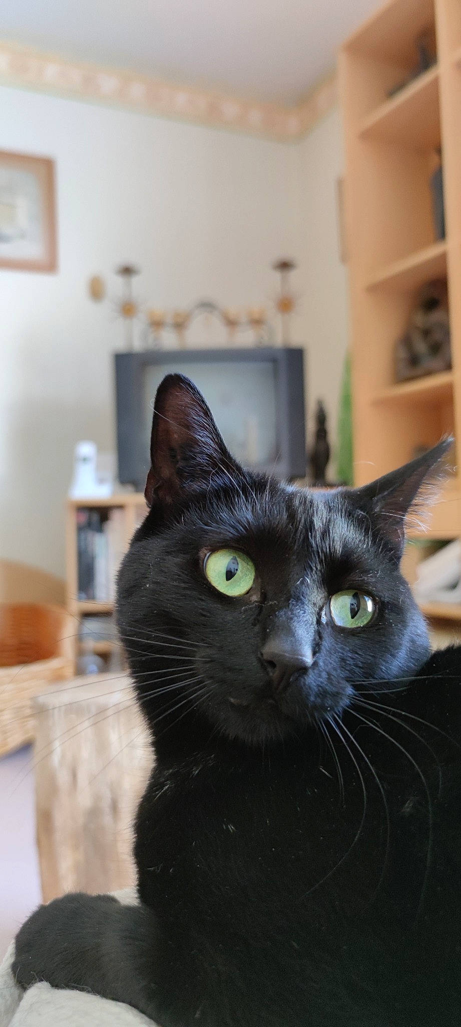 Friponne a rejoint le concours — aidez-le/la à gagner de superbes lots ! black_cat, bombay, box, carnivore, cat, domestic_short_haired_cat, felidae, fur, picture_frame, room, small_to_medium_sized_cats, snout, terrestrial_animal, whiskers, window