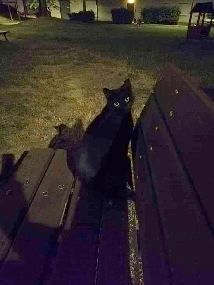Friponne participe au concours pour gagner de l'argent avec cette photo : black_cat, carnivore, cat, domestic_short_haired_cat, felidae, flooring, fur, grass, metal, plant, road_surface, shadow, small_to_medium_sized_cats, snout, sunlight, tail, tints_and_shades, tree, whiskers, wood