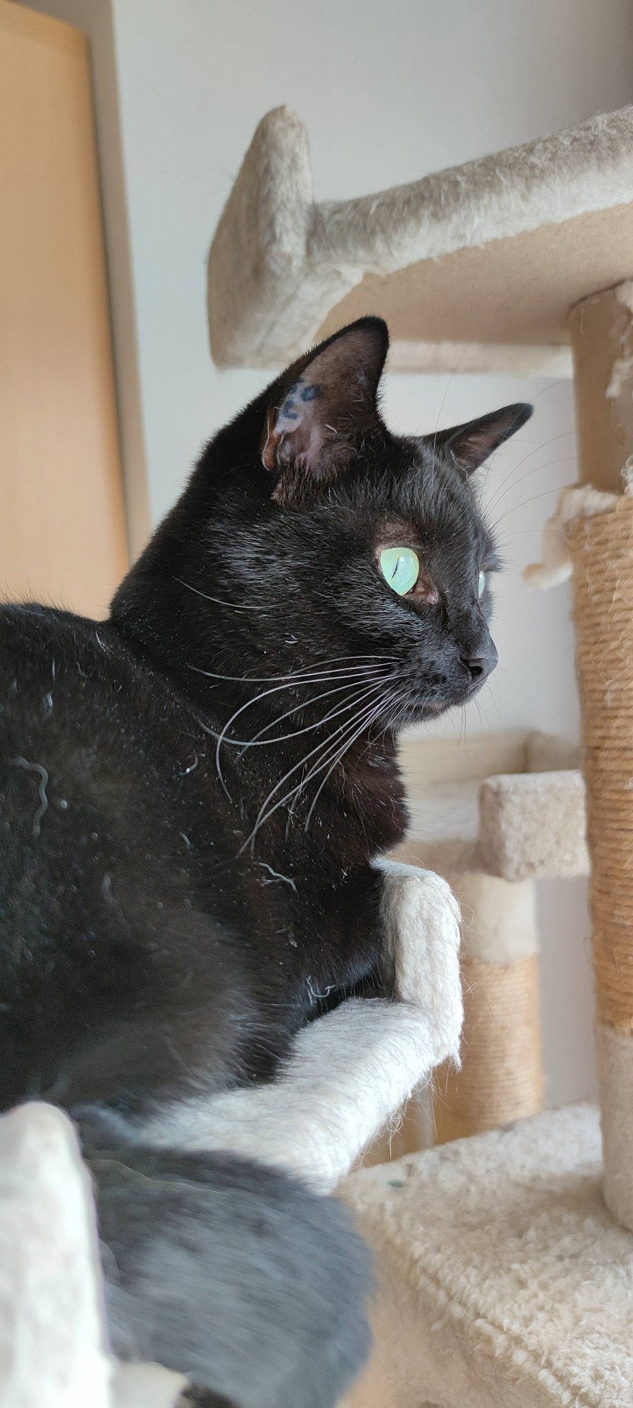 Friponne a rejoint le concours — aidez-le/la à gagner de superbes lots ! black_cat, bombay, carnivore, cat, domestic_short_haired_cat, felidae, fur, grey, pet_supply, small_to_medium_sized_cats, snout, stairs, tail, whiskers, window