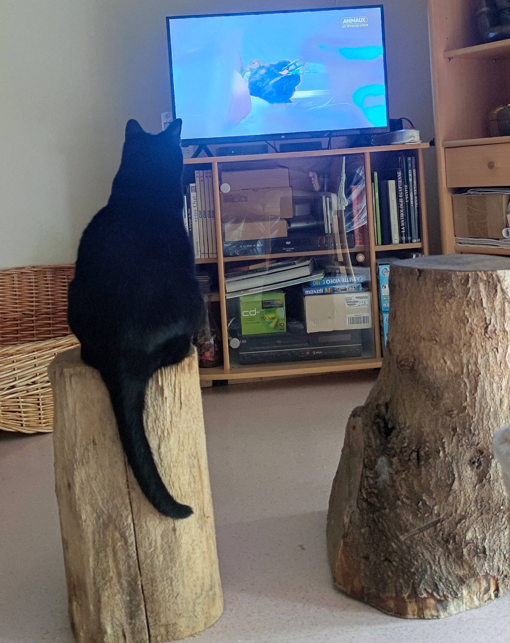 Friponne participe au concours pour gagner de l'argent avec cette photo : art, carnivore, cat, comfort, couch, display_device, felidae, flat_panel_display, hardwood, home_appliance, house, living_room, mammal, sculpture, small_to_medium_sized_cats, tail, television, television_set, whiskers, wood