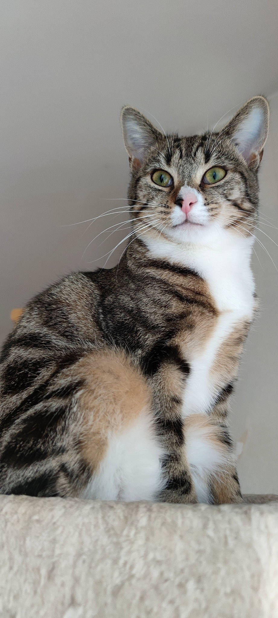 Lüna-belle a rejoint le concours — aidez-le/la à gagner de superbes lots ! carnivore, cat, claw, domestic_short_haired_cat, felidae, fur, paw, small_to_medium_sized_cats, snout, tail, terrestrial_animal, whiskers