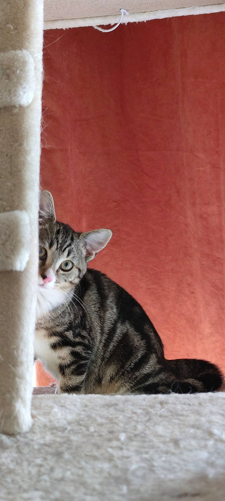 Lüna-belle participe au concours pour gagner de l'argent avec cette photo : carnivore, cat, domestic_short_haired_cat, door, felidae, fur, paw, sitting, small_to_medium_sized_cats, snout, tail, terrestrial_animal, tree, whiskers, wood