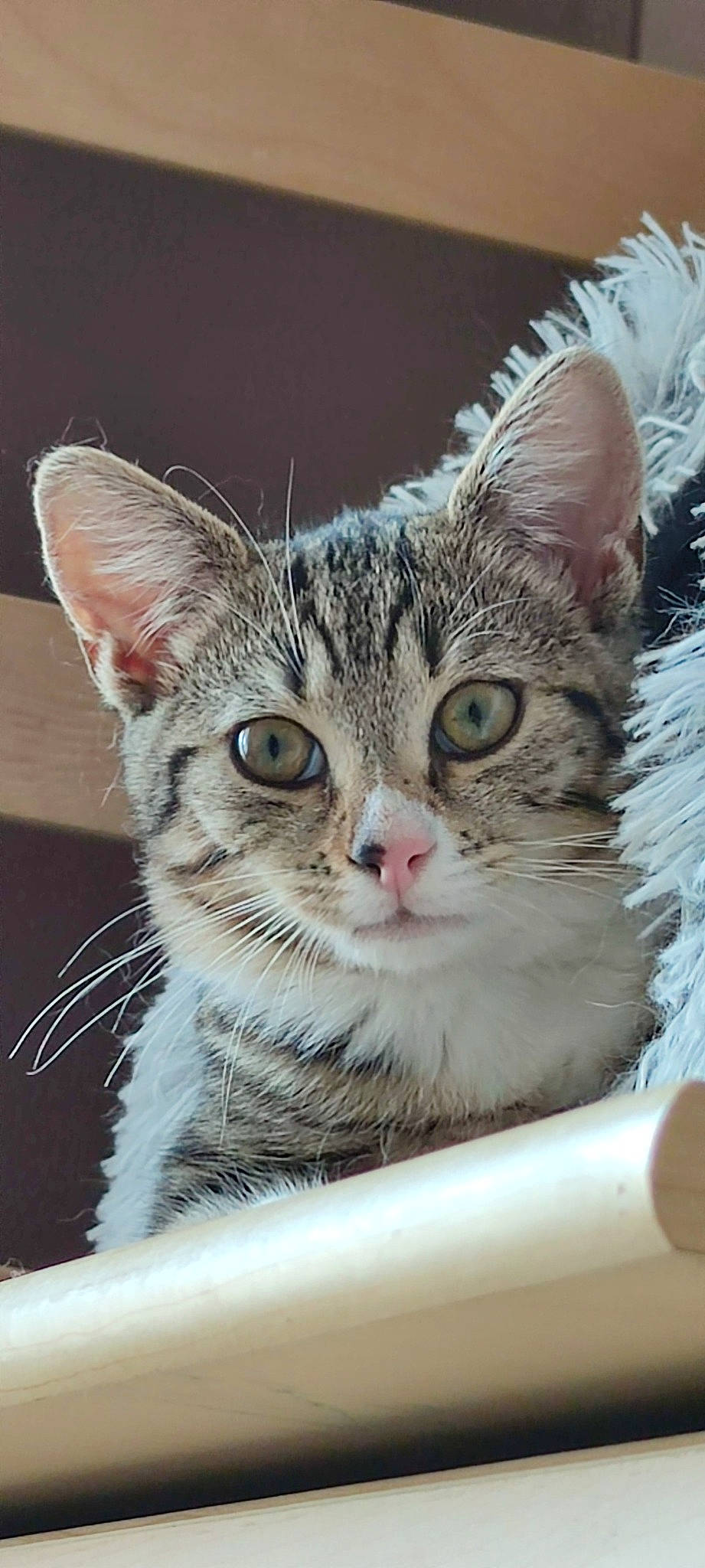 Lüna-belle participe au concours pour gagner de l'argent avec cette photo : carnivore, cat, cat_supply, claw, collar, domestic_short_haired_cat, eye, eyelash, felidae, fur, paw, small_to_medium_sized_cats, snout, terrestrial_animal, whiskers, wildlife, window