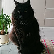 Mystic a rejoint le concours — aidez-le/la à gagner de superbes lots ! cat, black_cat, pet, feline, indoor, table, tablecloth, striped, plant, potted_plant, green_plant, kitchen, furniture, cabinet, floor_tiles, domestic_animal, sitting, fur, whiskers, eyes