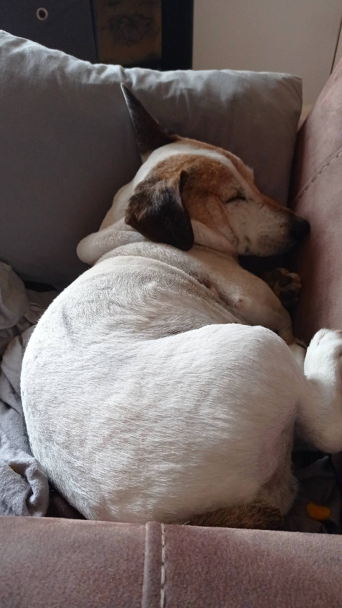 Nino a rejoint le concours — aidez-le/la à gagner de superbes lots ! bedtime, canidae, carnivore, comfort, companion_dog, couch, dog, dog_breed, fawn, fur, linens, nap, paw, puppy, sleep, snout, sporting_group, tail, terrestrial_animal, working_animal