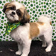 Sully joined the competition — help win amazing prizes! dog, pet, shih_tzu, bandana, green, shamrock_pattern, backdrop, groomed, haircut, fur, white_fur, brown_fur, standing, pose, cute, portrait, studio_setting, patterned_background, clover, four_leaf_clover