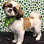 dog, pet, shih_tzu, bandana, green, shamrock_pattern, backdrop, groomed, haircut, fur, white_fur, brown_fur, standing, pose, cute, portrait, studio_setting, patterned_background, clover, four_leaf_clover