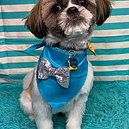 Sully is registered to the contest to win money with this photo: adorable, animal, bandana, blue_bandana, bow, carpet, cute, dog, fluffy, fur, indoor, pet, pet_tag, portrait, sitting, small_dog, sparkly_bow, striped_background, turquoise, white_stripes