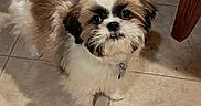 Sully is registered to the contest to win money with this photo: big_eyes, collar, collar_tag, cute, dog, fur, indoor, jacket, looking_up, pet, portrait, puppy, shadow, shih_tzu, small_dog, standing, tile_floor, white_and_brown_fur, wooden_chair, zipper
