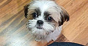 Sully is registered to the contest to win money with this photo: adorable, big_eyes, brown_fur, closeup, companion, cute, dog, floor, fur, indoor, looking_up, pet, portrait, puppy, shih_tzu, small_dog, standing, tail, white_fur, wooden_floor