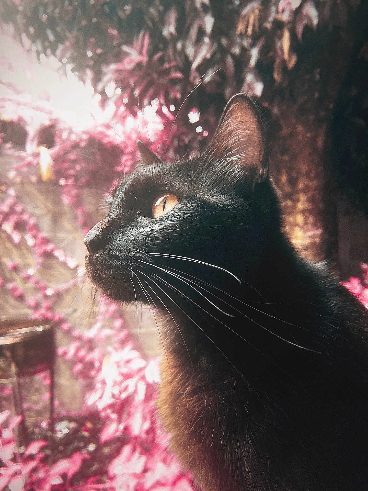 Mocchi participe au concours pour gagner de l'argent avec cette photo : black_cat, cat, animal, pet, whiskers, outdoor, garden, plants, nature, portrait, close_up, feline, curious, fur, ears, eye, sunlight, flora, mammal, soft_light
