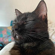 Mocchi participe au concours pour gagner de l'argent avec cette photo : cat, black_cat, close_up, whiskers, peaceful, sleeping, pet, feline, fur, indoor, cozy, animal, mammal, cute, portrait, domestic_animal, relaxed, soft_light, closeup, face