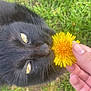 Mocchi a rejoint le concours — aidez-le/la à gagner de superbes lots ! black_cat, cat, yellow_eyes, dandelion, flower, hand, grass, outdoor, nature, close_up, pet, animal, whiskers, curious, feline, sniffing, greenery, daylight, soft_focus, cute