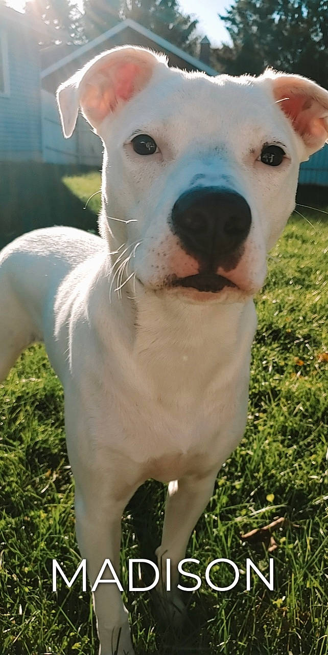 Nola joined the competition — help win amazing prizes! ancient_dog_breeds, canidae, carnivore, collar, companion_dog, dog, dog_breed, dog_collar, dogo_argentino, dogo_guatemalteco, ear, fawn, grass, non_sporting_group, plant, snout, sporting_group, terrestrial_animal, whiskers, working_animal