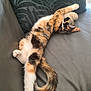 Isis participe au concours pour gagner de l'argent avec cette photo : cat, calico, feline, pet, relaxing, stretched_out, couch, leather, pillow, plush_toy, indoor, animal, fur, tail, paw, resting, sleeping, comfortable, home, cozy