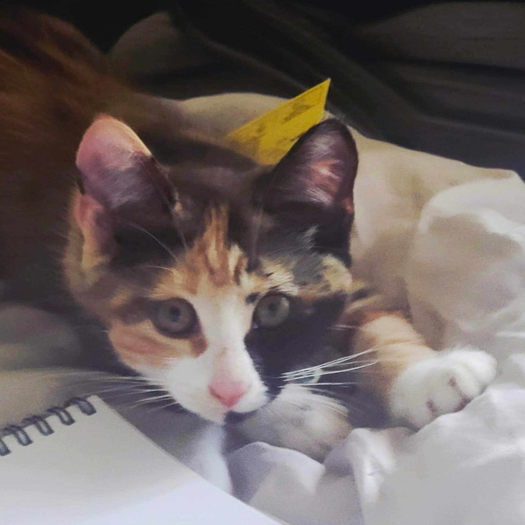 Isis a rejoint le concours — aidez-le/la à gagner de superbes lots ! animal, bed, bedding, calico_cat, cat, closeup, curious, cute, ears, eyes, feline, indoor, notebook, paw, pet, pink_nose, resting, soft, whiskers, white