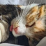 Isis participe au concours pour gagner de l'argent avec cette photo : cat, calico, sleeping, close_up, whiskers, fur, tongue, pet, animal, cozy, resting, soft_fabric, cute, domestic_cat, face, muzzle, feline, relaxed, nap, colorful