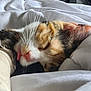 cat, calico, sleeping, tongue_out, blanket, close_up, pet, fur, whiskers, cozy, indoor, relaxed, cute, animal, soft, resting, mammal, domestic, cute_pet, snuggled