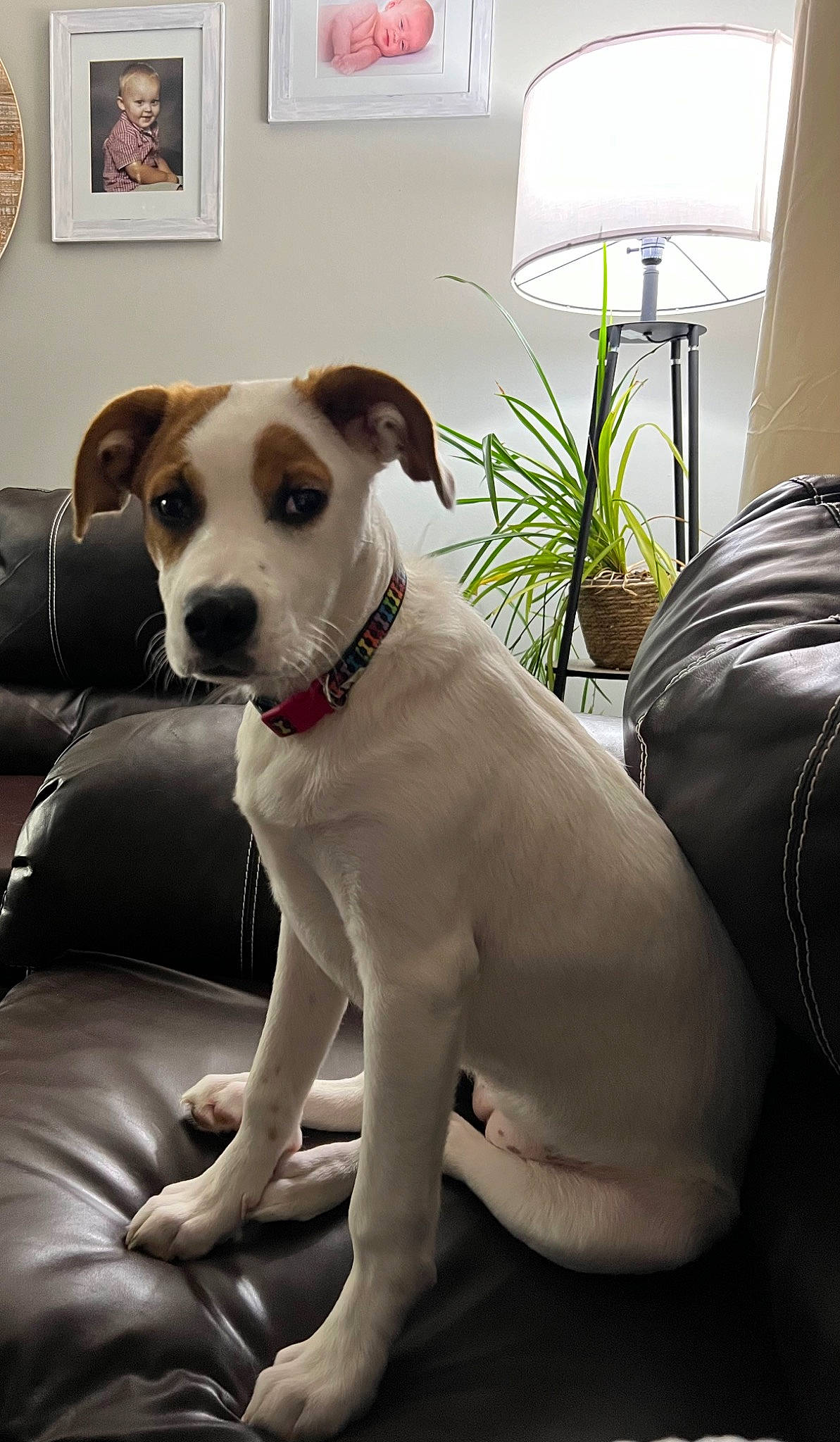 Barley is registered to the contest to win money with this photo: canidae, carnivore, collar, comfort, companion_dog, couch, dog, dog_breed, dog_collar, fawn, flowerpot, houseplant, lamp, picture_frame, plant, sitting, snout, sporting_group, whiskers, working_animal