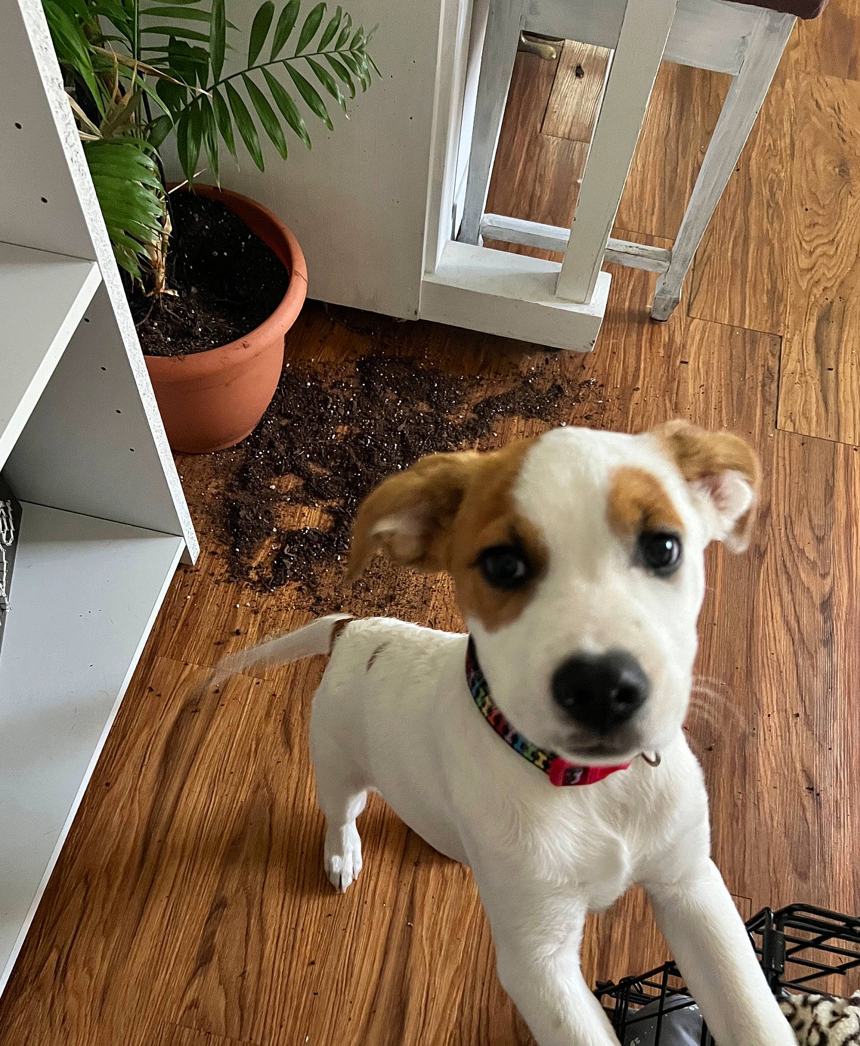 Barley joined the competition — help win amazing prizes! carnivore, collar, companion_dog, dog, dog_breed, dog_collar, dog_supply, fawn, flooring, flowerpot, hardwood, houseplant, pet_supply, plant, snout, whiskers, wood, wood_flooring, wood_stain, working_animal