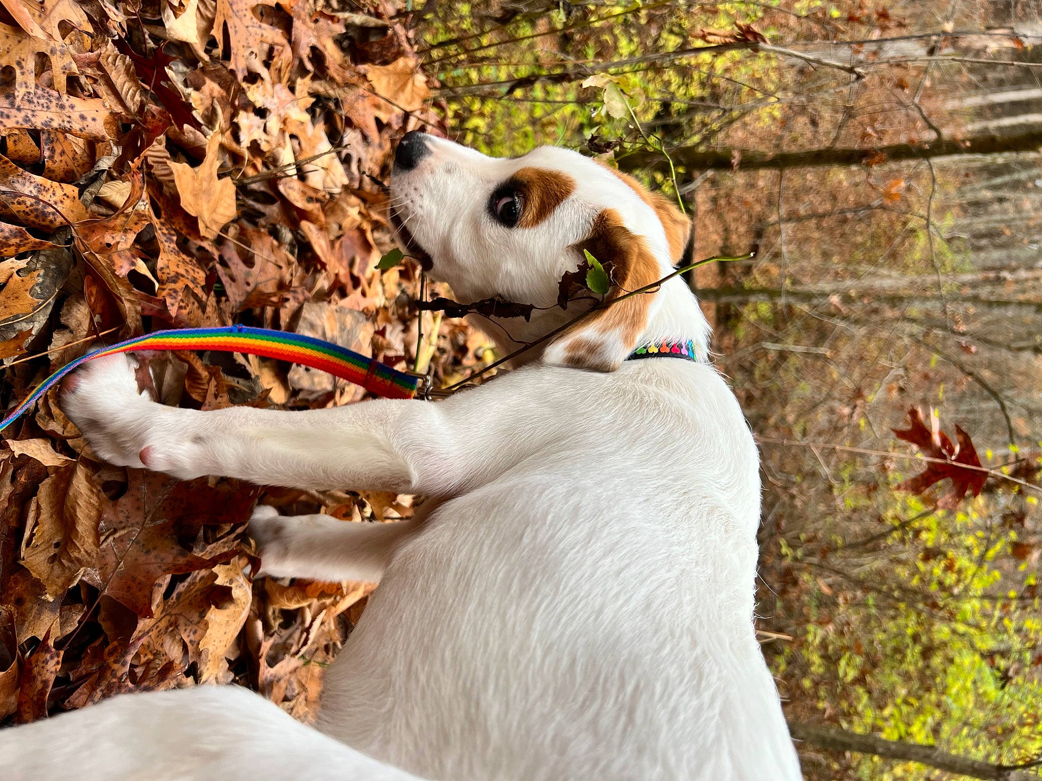 Barley is registered to the contest to win money with this photo: canidae, carnivore, companion_dog, dog, dog_breed, fawn, fur, grass, leaf, natural_material, plant, snout, sporting_group, tail, terrestrial_animal, tree, twig, wildlife, wood, working_animal