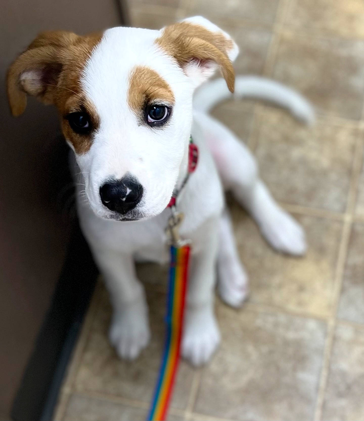 Barley joined the competition — help win amazing prizes! canidae, carnivore, collar, companion_dog, dog, dog_breed, dog_collar, dog_supply, fawn, flooring, fur, irishjacks, leash, non_sporting_group, paw, pet_supply, tail, terrestrial_animal, whiskers, working_animal